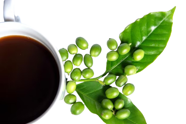 Foodking - Fast Food Restaurant WordPress Theme